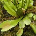 Une dionée attrape-mouche (<em>Dionaea muscipula</em>), une plante carnivore.
