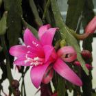 Epiphyllum.