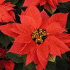 Euphorbia pulcherrima 'Sup Jibi Red'
