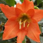 Hippeastrum puniceum.