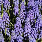 Muscari armeniacum