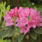 Rhododendron.
