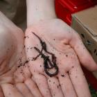 Vermicompostage.