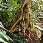 Tropical Rainforest Ecosystem