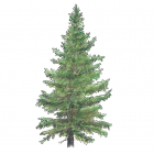 Abies balsamea