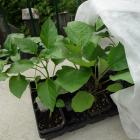 Acclimatation de semis d'intérieur (légumes)