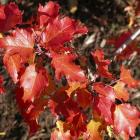 Acer tataricum ssp. ginnala