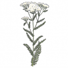 Achillea millefolium (Achillea lanulosa)