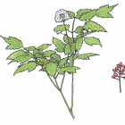 Actea rubra