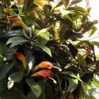 Aeschynanthus marmoratus