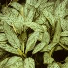 Aglaonema nitidum 'Silver King'