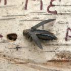 Agrilus anxius