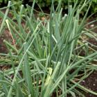 Allium fistulosum
