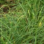 Allium schoenoprasum