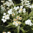 Western pearly everlasting 
