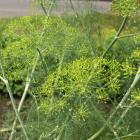 Anethum graveolens