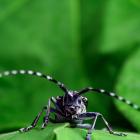 Anoplophora glabripennis