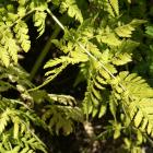 Anthriscus cerefolium