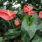 Anthurium sp.