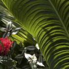 Anthurium veitchii