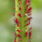 Aphididae.