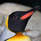 King penguin (Aptenodytes patagonica)