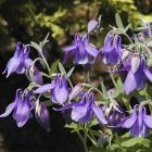 Aquilegia alpina