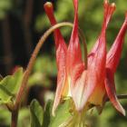 Aquilegia canadensis
