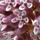 Asclepias syriaca