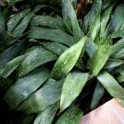 Aspidistra 'Milky Way'