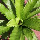 Asplenium nidus