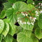 Begonia sp.