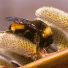 Bombus terricola