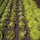 Lactuca sp.