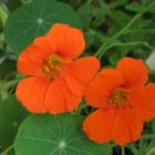 Garden nasturtium