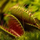 Investigation : Les plantes carnivores s'expliquent!