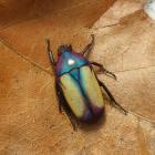 Umtali flower beetle (Chlorocala smaragdina umtalensis) on a leave