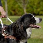 MIRA Foundation guide dog