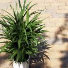 Chrysalidocarpus lutescens
