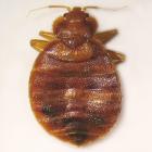 Cimex lectularius, cosmopolitan.