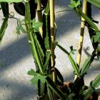 Cissus quadrangularis