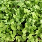 Coriandrum sativum