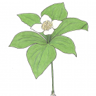 Cornus canadensis