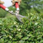 Pruning a hedge with a shears