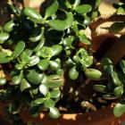 Crassula ovata