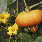Cucurbita maxima &#039;Turk&#039;s Turban&#039;
