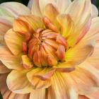 Dahlia sp.