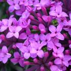 Daphne cneorum 'Ruby Glow'.