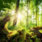 The Biodiversity Challenge - Thumb
