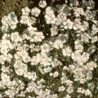 Dianthus deltoides 'Albus'